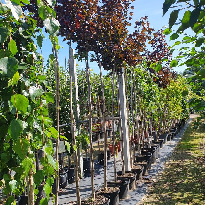 Duże drzewa alejowe-Śliwa wiśniowa Pissardi, Klon purpurowy ,Katalpa