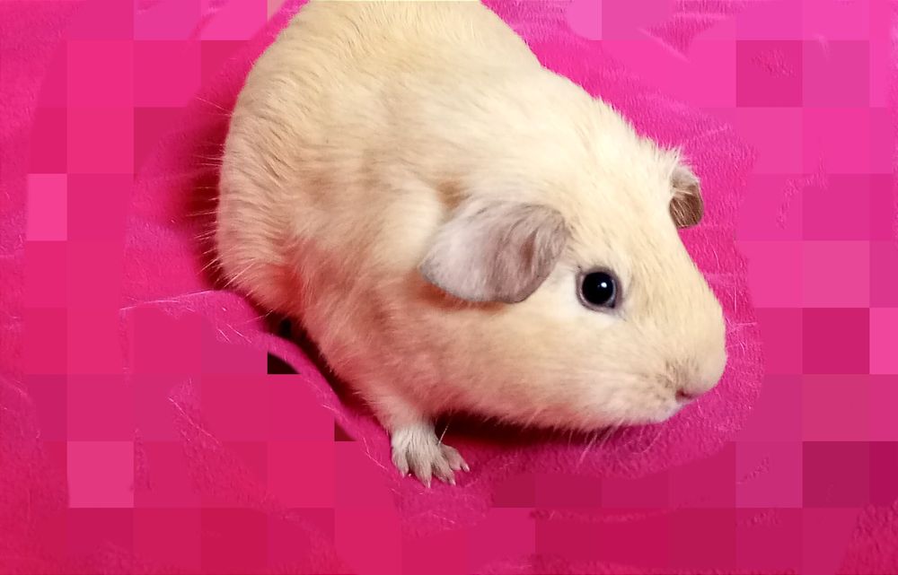Морська свинка породна дівчинка