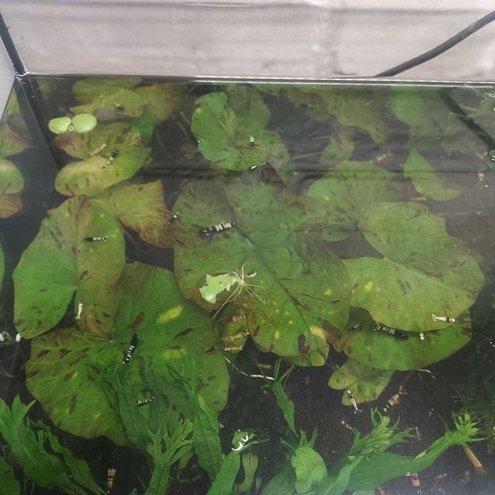 Lotos tygrysi sadzonka