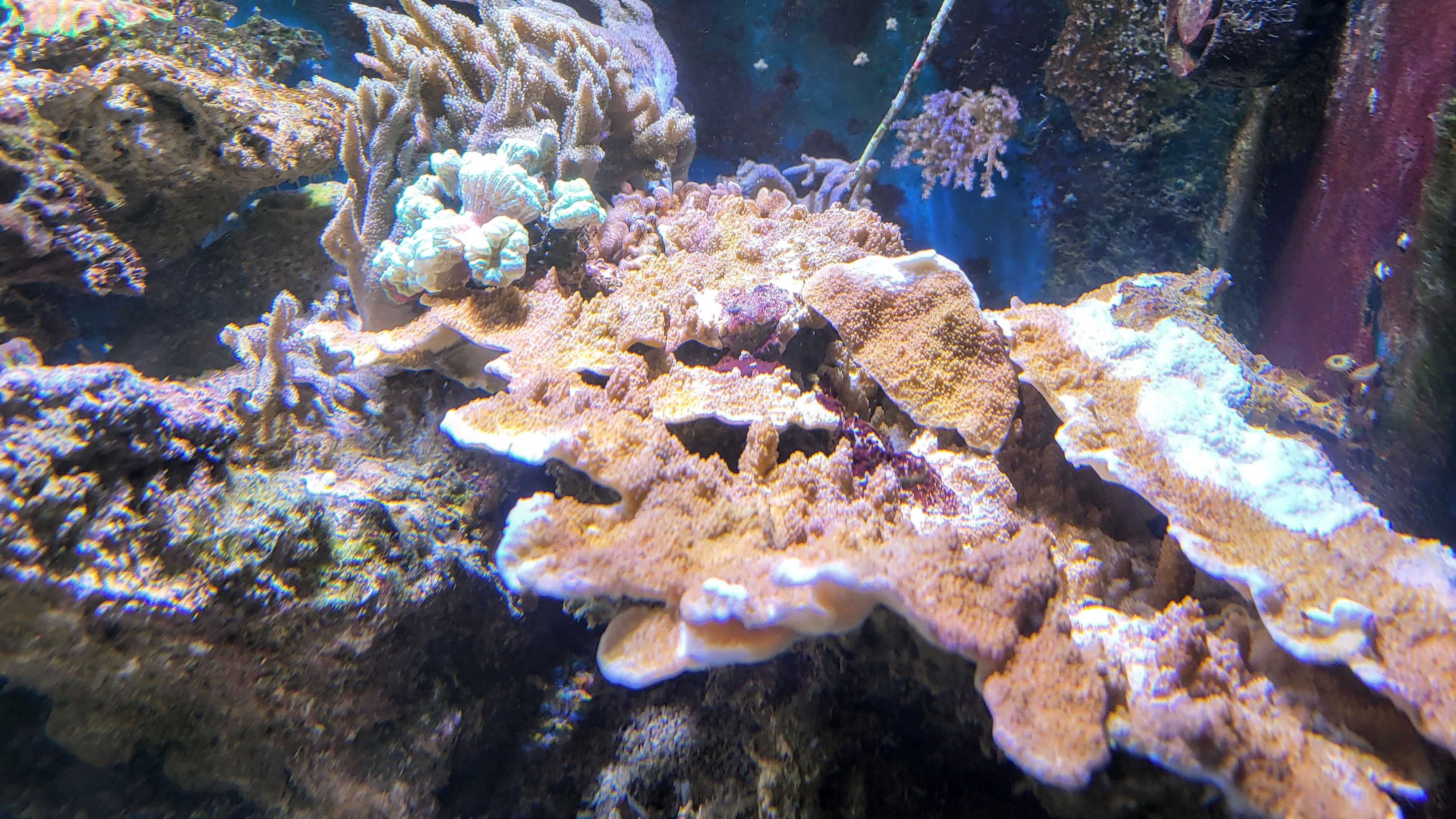 Montipora talerzowa, talerzówka czerwona