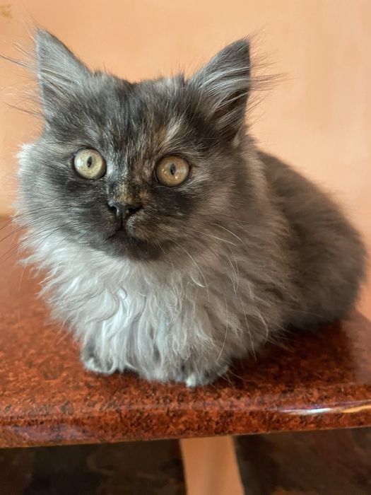 Персидські кошенята