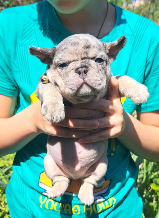 Вязка французский бульдог