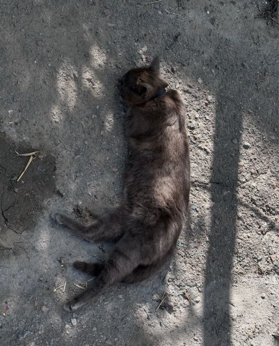 Отдам сестричек-кошечек стерилизованных