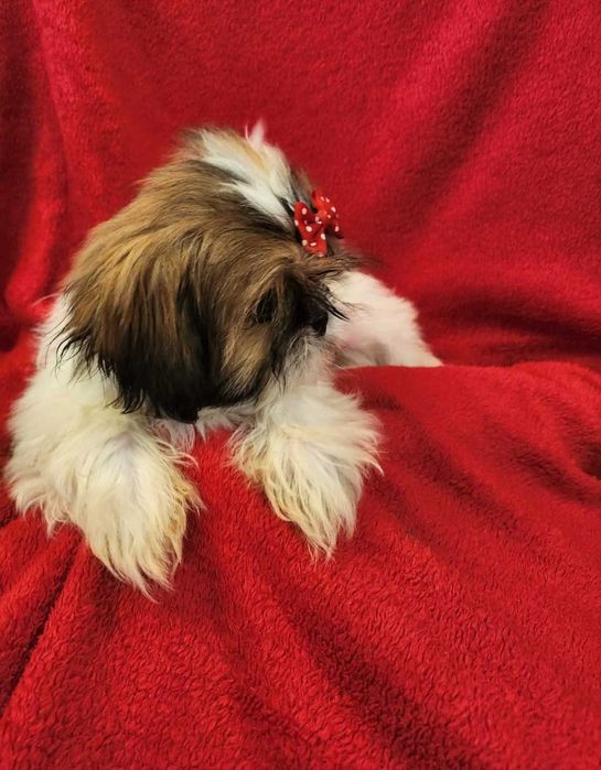 Sprzedam pięknego pieska