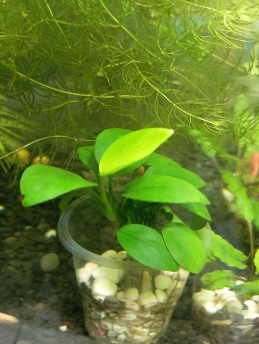 Акваріумні рослини