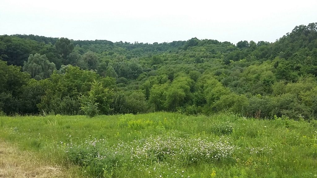 Лісники. Ділянка 100 соток.