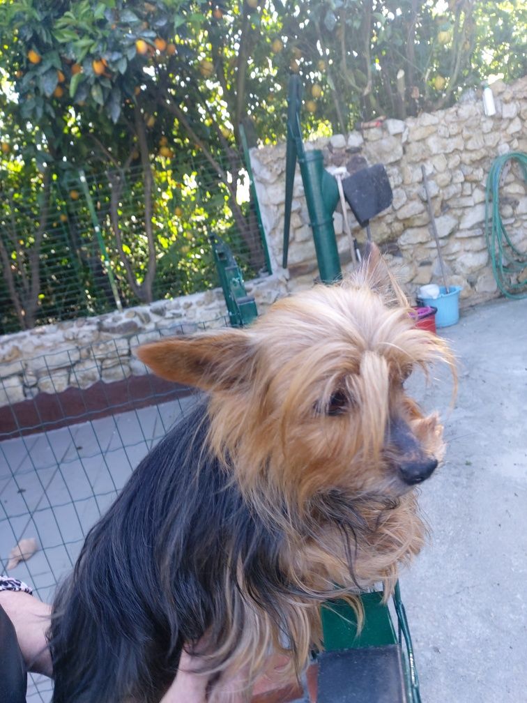 Linda Yorkshire terrier raça pequena