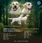 Labrador retriever piesek ZKwP/FCI