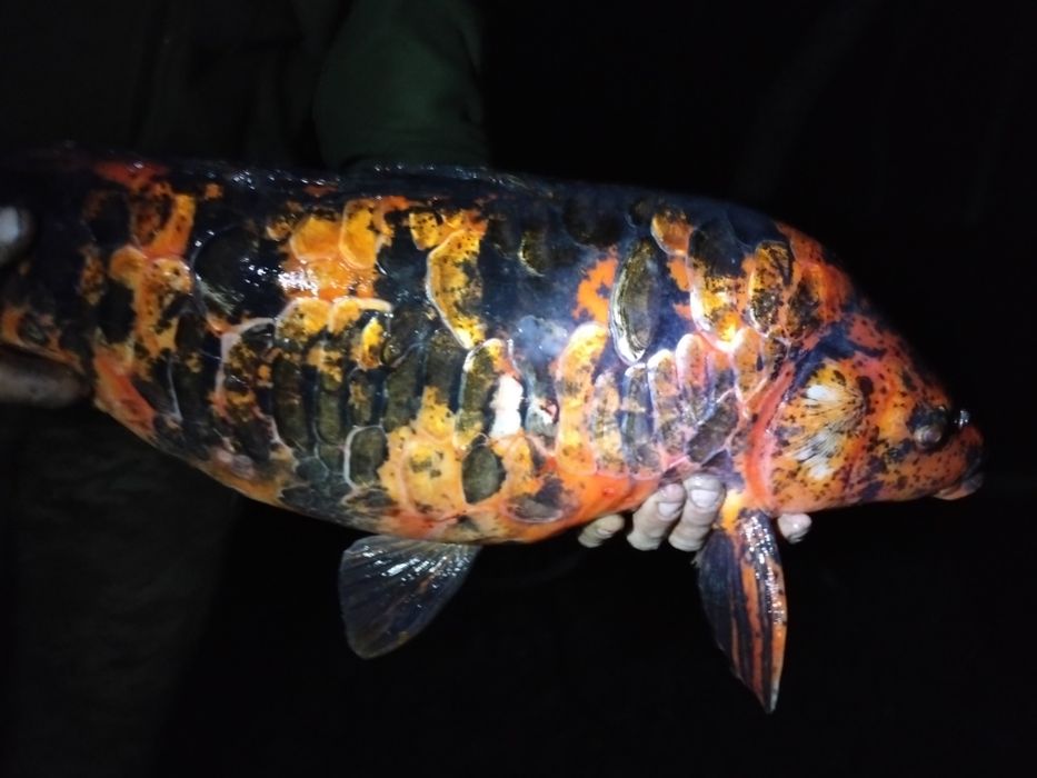 Карп кої самка 5 кг с ікрою ЖИВА