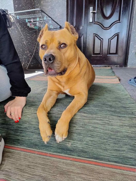 Стаф. Цуценята породи американський стаффордширський терєрр