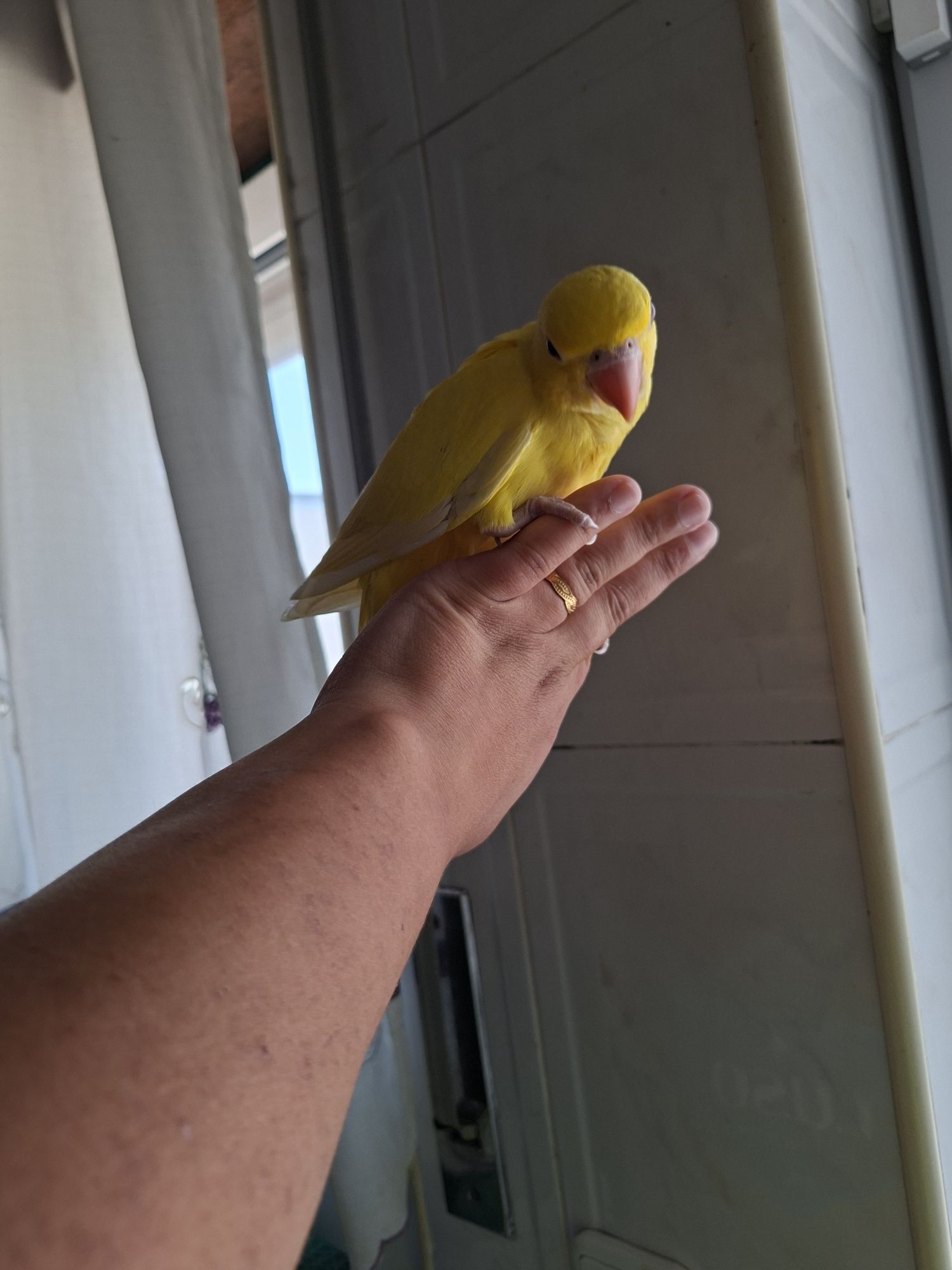 Ring neck domesticado