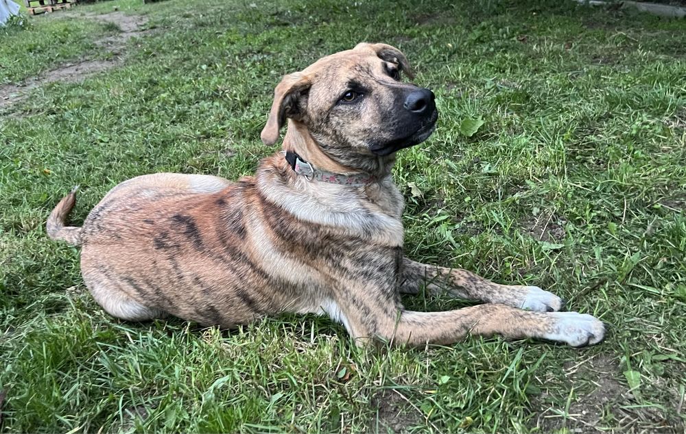 Młody piesek Tajger szuka domku