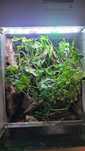 Terrarium z wystrojem