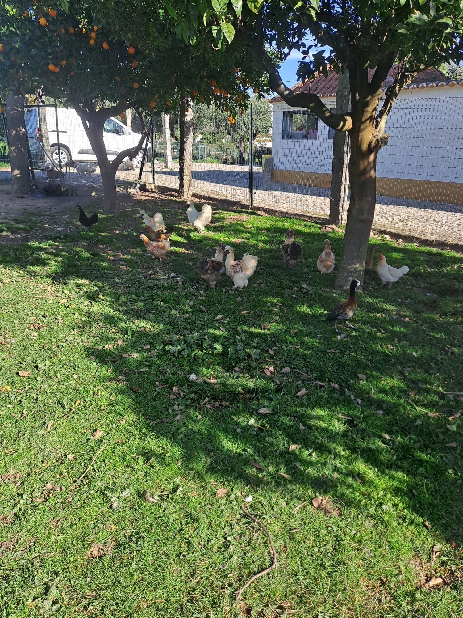 Galinhas Sedosas do Japão