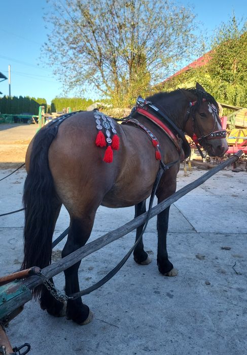 Klacz zimnokrwista 3 letnia źrebna zaprzęgana