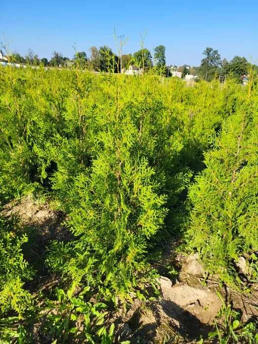 Tuja thuja Brabant 170-180cm ze szkółki transport