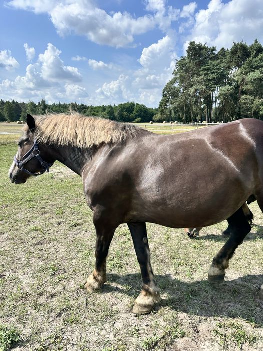 Sprzedam klacz zimnokrwistą