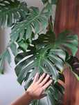 Monstera po sufit z doniczką