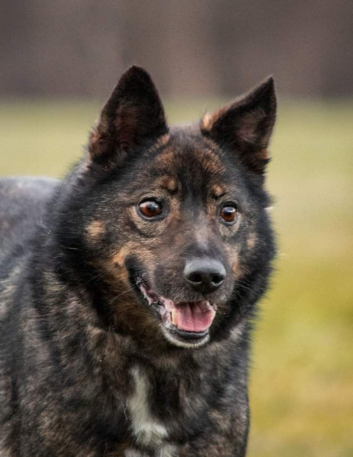 Wiecznie uśmiechnięty, średniej wielkości Psiak szuka Domu!