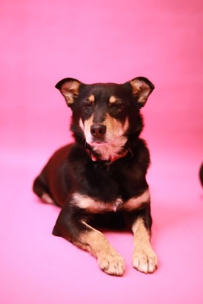 Spójrz w te oczka, Spójrz na nosek - ja o nowy domek proszę