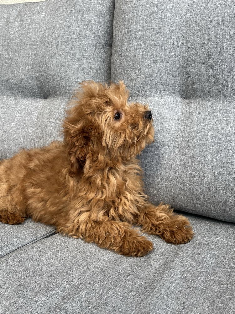 Cavapoo piekny piesek do odbioru