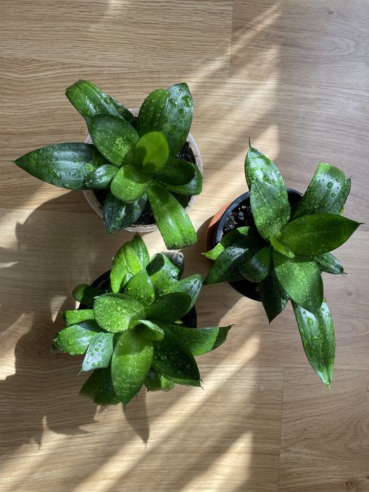 Сансев'єра / сансевієрія