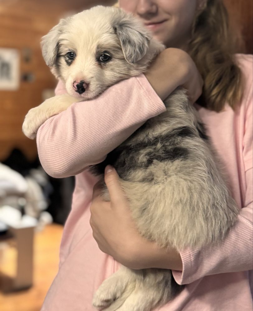 Szczenię Border Collie Zkwp/Fci