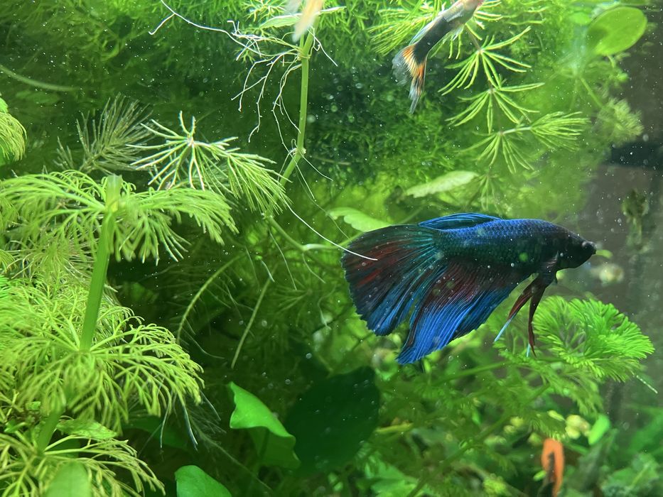 Акваріумні рибки півник «петушок»