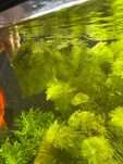 Limnophila Aquatica - Lisi ogon - piękna roślina akwariowa
