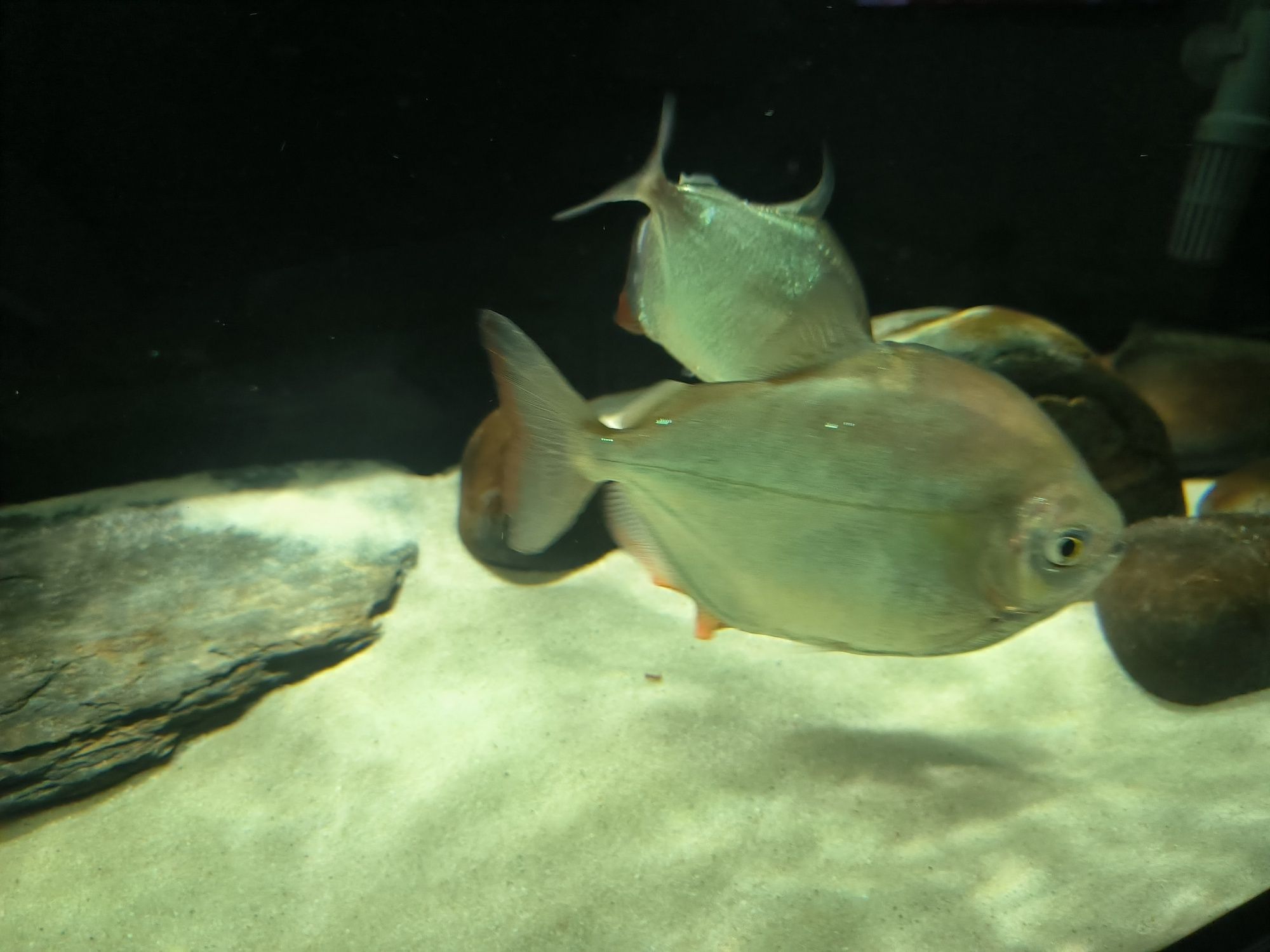 7 Peixes Silver Dollar