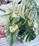 Monstera mint  White Monster