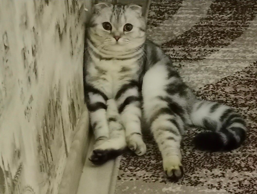 Продам мраморных котят.