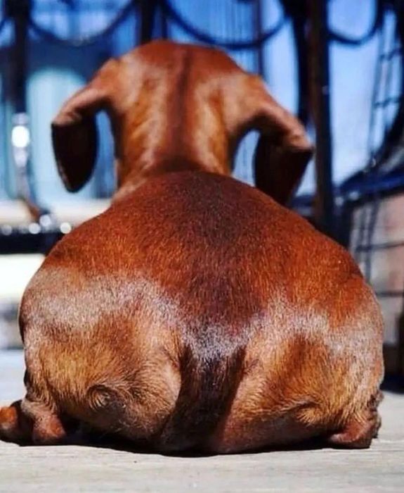 Рижошоколадні таксята