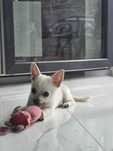 Piesek chihuahua zkwp