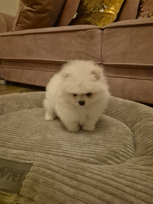 PIESEK .Tip  Mis XS. Idealny