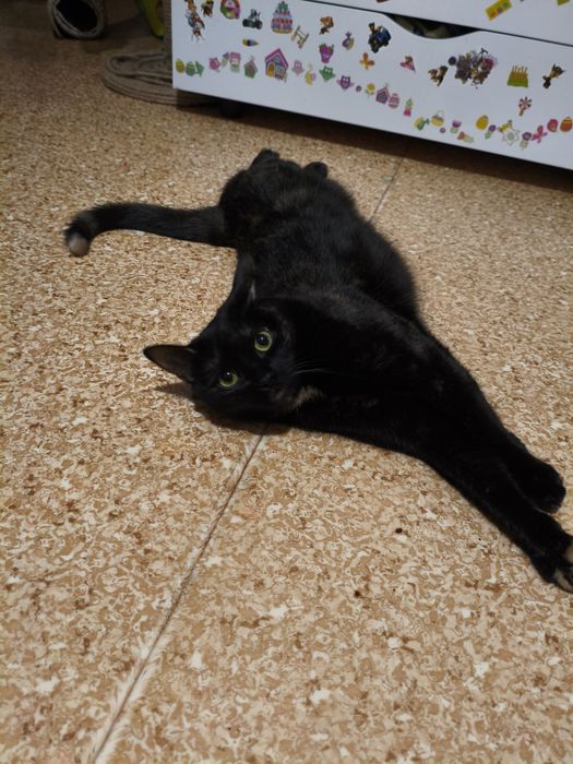 Кішка 2 роки Базя