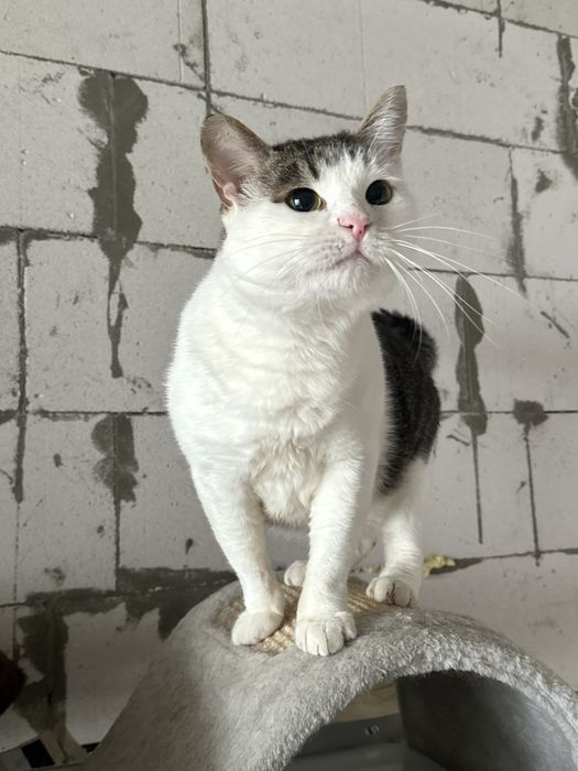 Котик в добрі руки