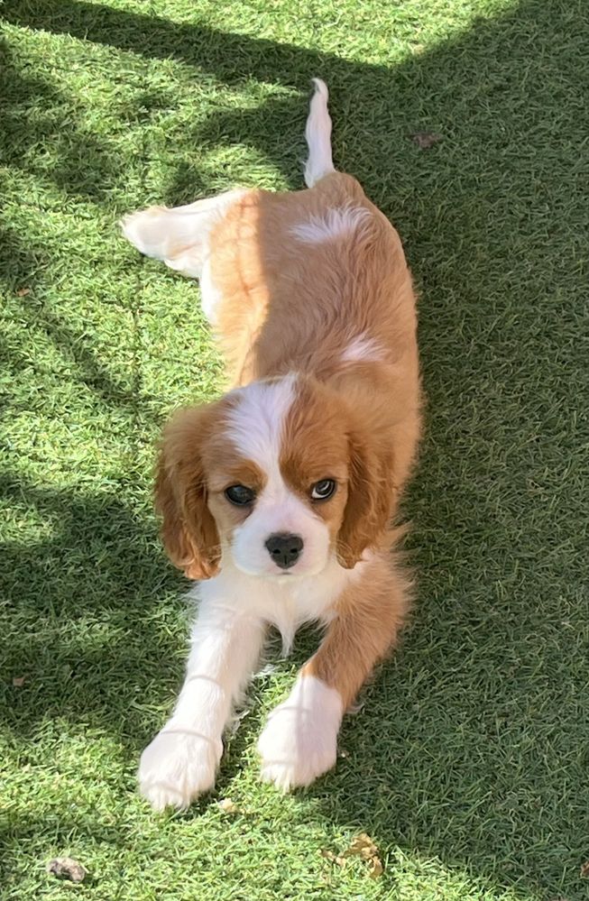 Cavalier King Charles spainel