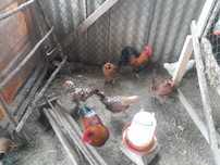 Ayam kedawa pary