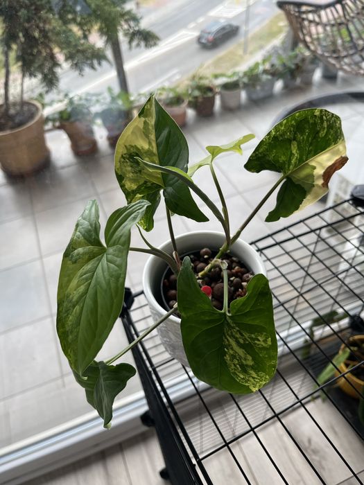 Syngonium Yellow Aurea Variegata cała roślina ukorzeniona rosnąca