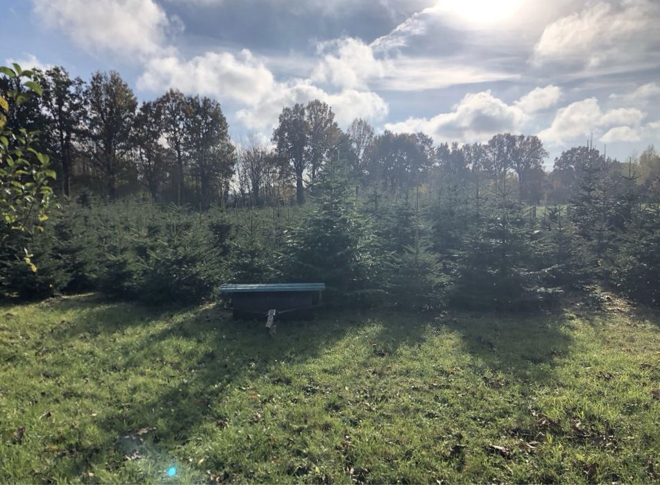 Stroisz / Gałęzie– Jodła Kaukaska i Świerk Srebrny!