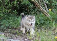 Alaskan Malamute Piesek Misza