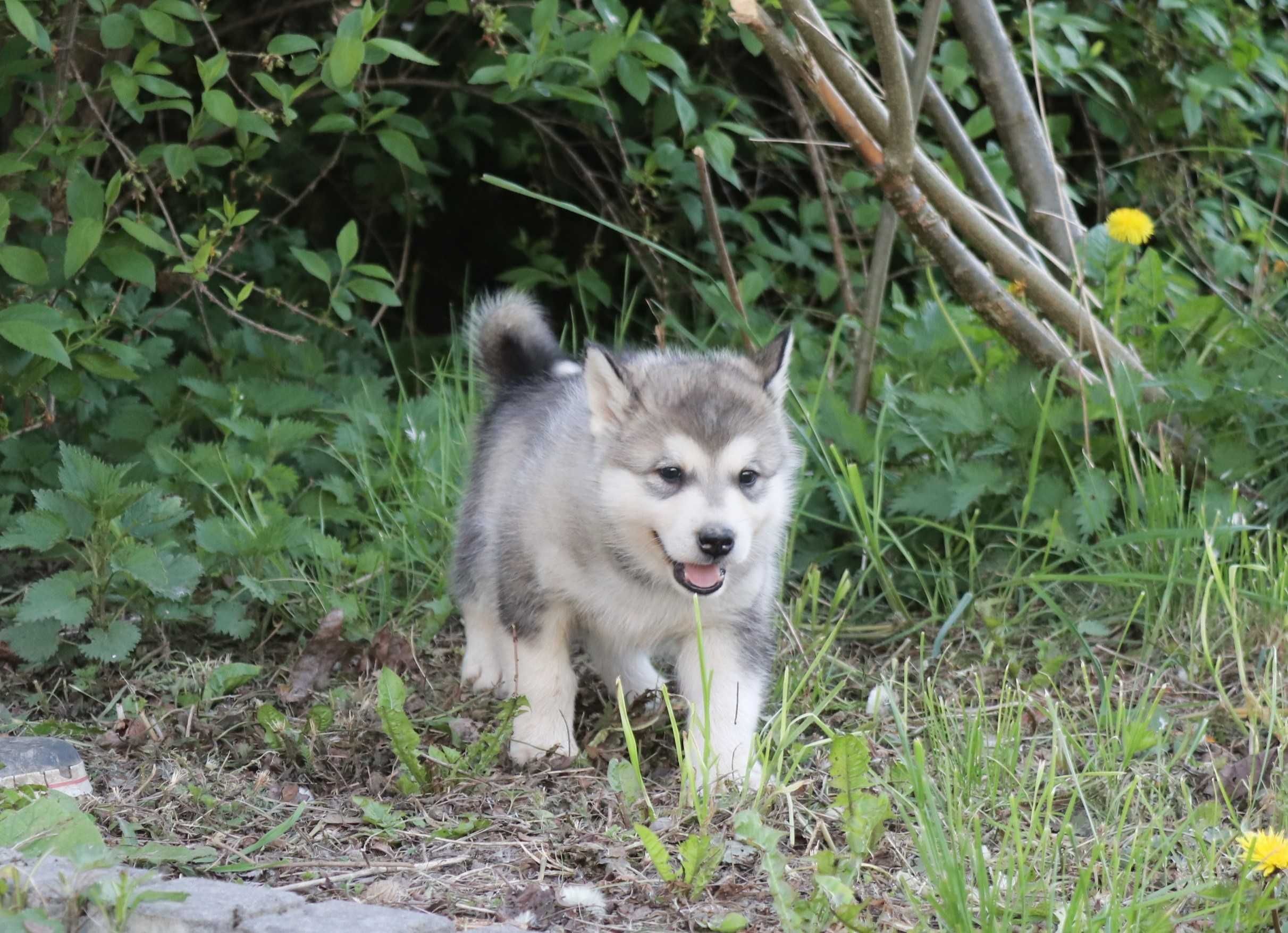 Alaskan Malamute Piesek Misza