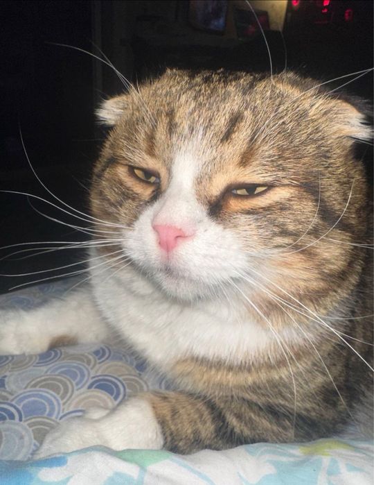 Отдам котика хорошему человеку