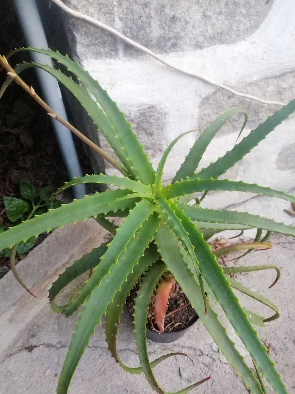 Aloe Vera e Aloe Arborescens - planta em vaso