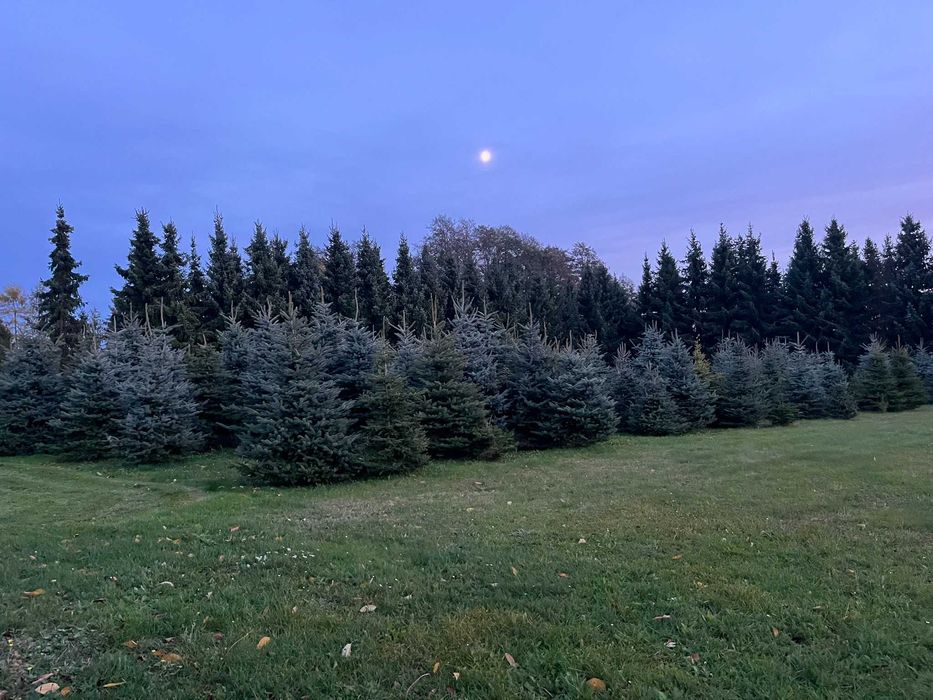 Świerki, choinki z przydomowej plantacji. Hurt