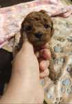 Pudel miniaturowy/ toy