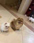 Sunia hodowlana ZKWP FCI - pomeranian