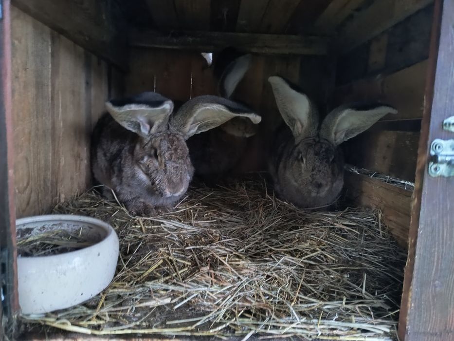Króliki belgijski olbrzym szary