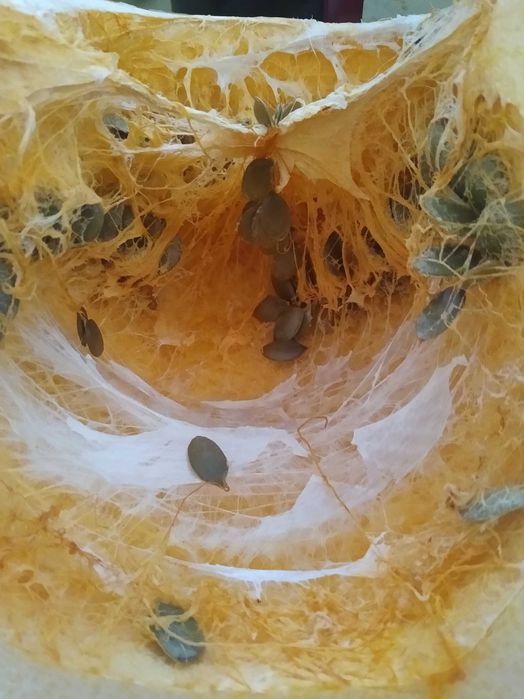 dynia bezłuskowa nasiona